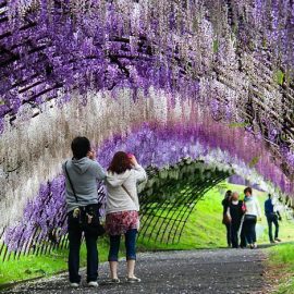Paket Wisata Liburan ke Jepang Mei 2024