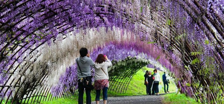 Paket Tour ke Jepang Agustus 2023